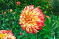 Dinner Plate Dahlia Bulb Tuber Clump Lady Darlene Large Bloom Rich Color (Dahlia pinnata)