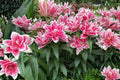 Roselily Samantha Flower Bulb - Showy Dark Pink & White Double Blooms, Lilium Hybrid, 6-inch Flowers for Garden, Borders, Containers