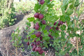 Gooseberry Plants - Hinnomaki Red Variety - Healthy Live Ribes uva-crispa Bushes - Pruned & Ready for Planting