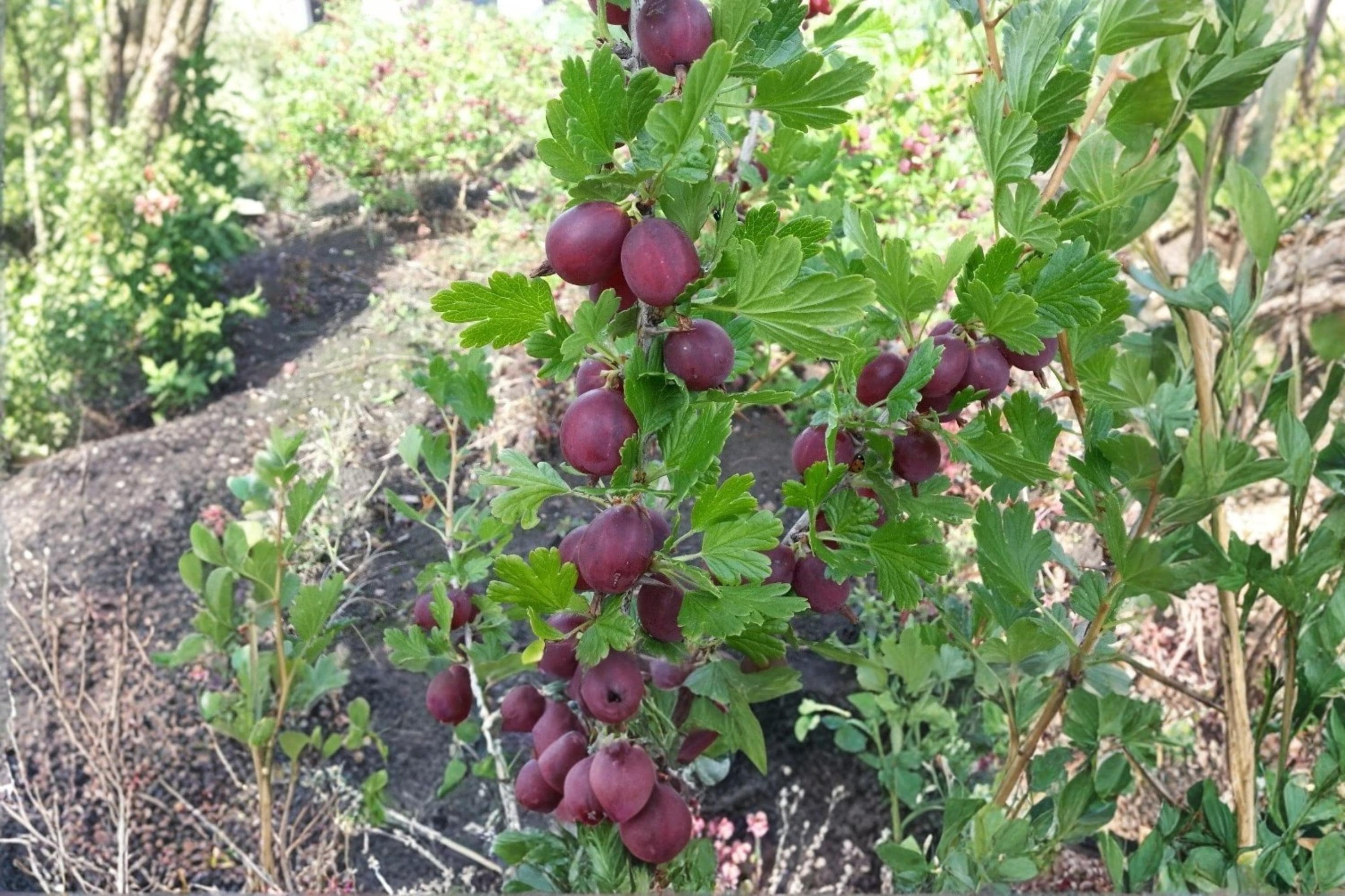 Gooseberry Plants - Hinnomaki Red Variety - Healthy Live Ribes uva-crispa Bushes - Pruned & Ready for Planting