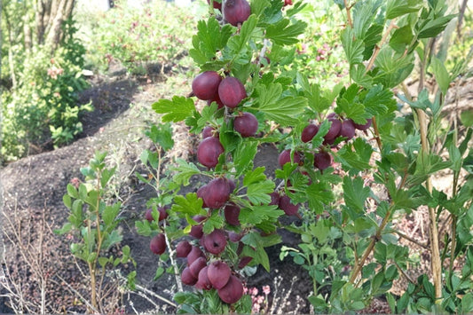 Gooseberry Plants - Hinnomaki Red Variety - Healthy Live Ribes uva-crispa Bushes - Pruned & Ready for Planting