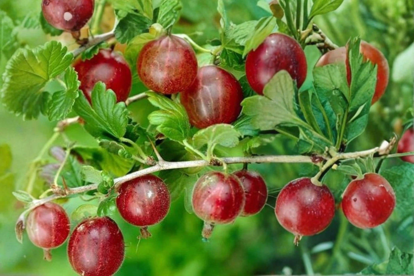 Gooseberry Plant - Live Healthy Pruned Ribes uva-crispa Captivator Variety for Garden or Container