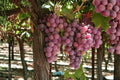 Canadice Seedless Grape Vine Plant - 1-2 Year Old Vitis vinifera for Home Garden, Fruit, Trellising