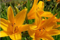 Aztec Gold Daylily Bulbs – Perennial Flower Plants with Bright Golden-Yellow Blooms – Hemerocallis 'Aztec Gold'