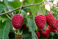 Polka Everbearing Red Raspberry Plants – 1-2 Year Old Live Bushes, Rubus idaeus 'Polka' for Continuous Harvests