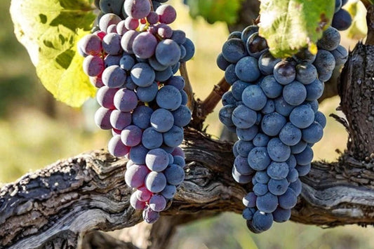 Jupiter Seedless Grape Vine Plant – 1-2 Year Old Vitis vinifera Live Plant for Garden or Container Cultivation