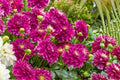 Go Go Purple Dahlia Flower Bulb – Decorative Border Plant with Vibrant Purple Blooms, Dahlia pinnata