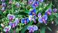 Blue Sweet Pea Seeds – Lathyrus sativus, Vining Flowering Plant for Garden, Ground Cover & Trellis