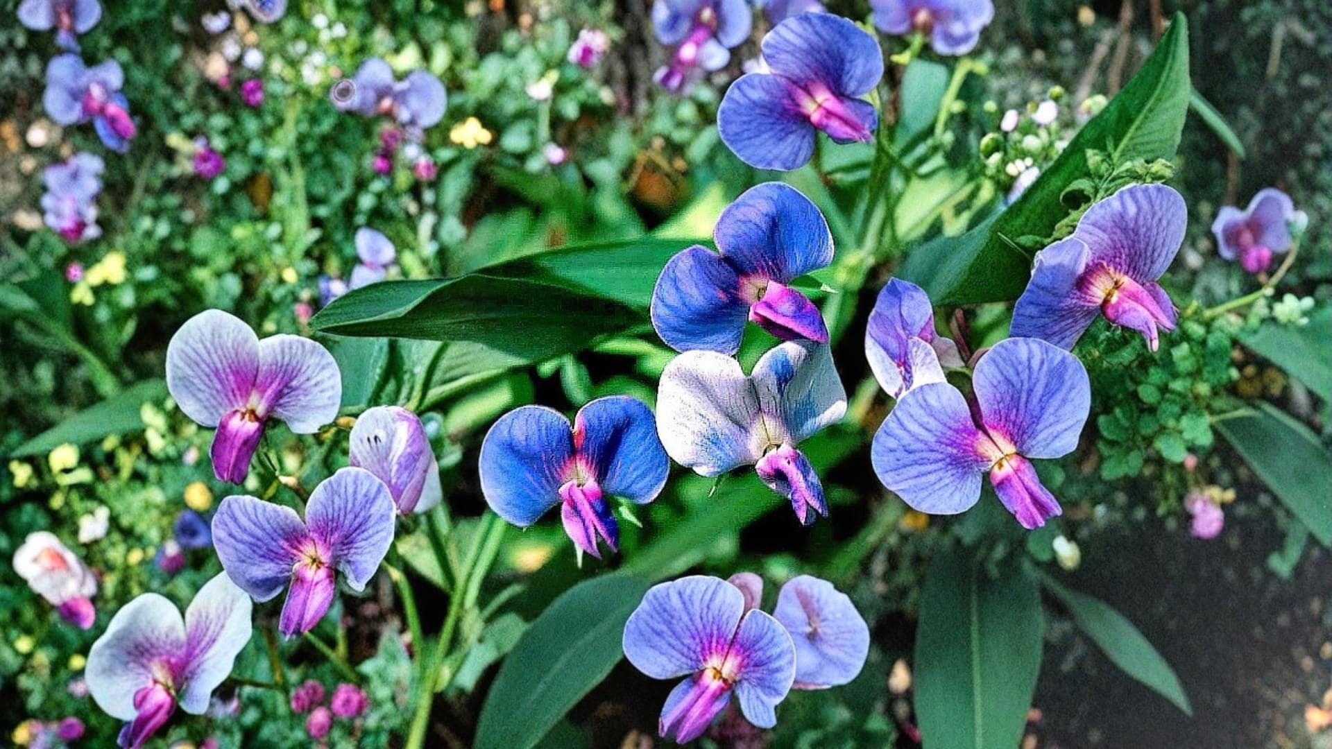 Blue Sweet Pea Seeds – Lathyrus sativus, Vining Flowering Plant for Garden, Ground Cover & Trellis