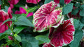 Scarlet O’Hara Caladium Bulbs – Caladium bicolor, Red Foliage, Tropical Shade Plant, Garden or Container Bulbs