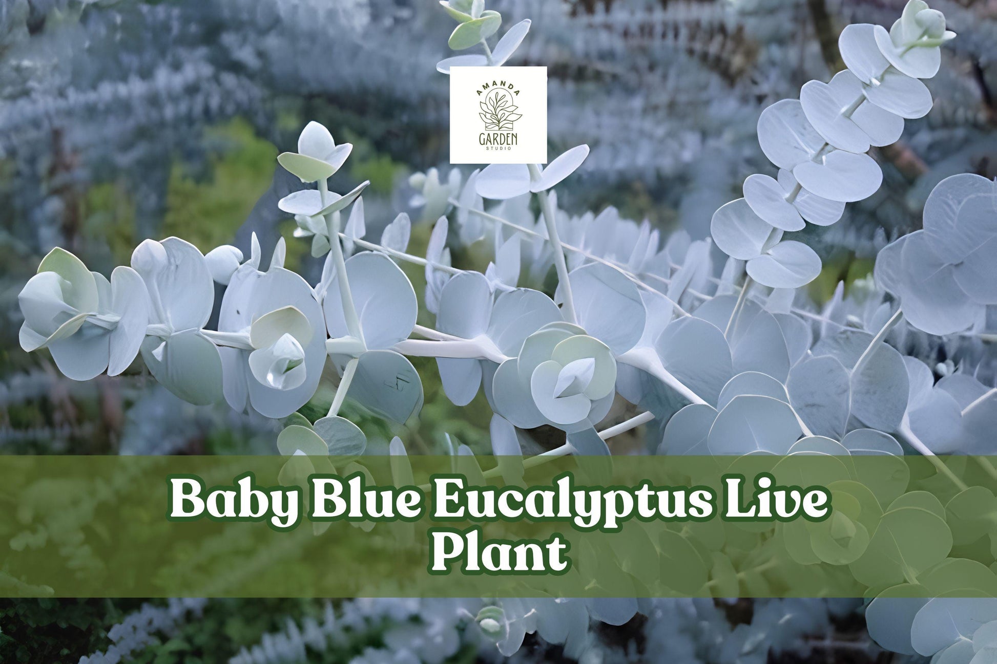Baby Blue Eucalyptus Live Plant | Nursery Plug | Silver Blue Foliage | Eucalyptus pulverulenta