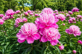 Peony Bulb Root – Edulis Superba Rosy Pink White Double Blooms – Paeonia lactiflora