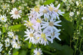 Big-Leaved Aster Seeds, Shade Woodland Wildflower, Eurybia macrophylla, Native Pollinator Plant, 100 Seeds