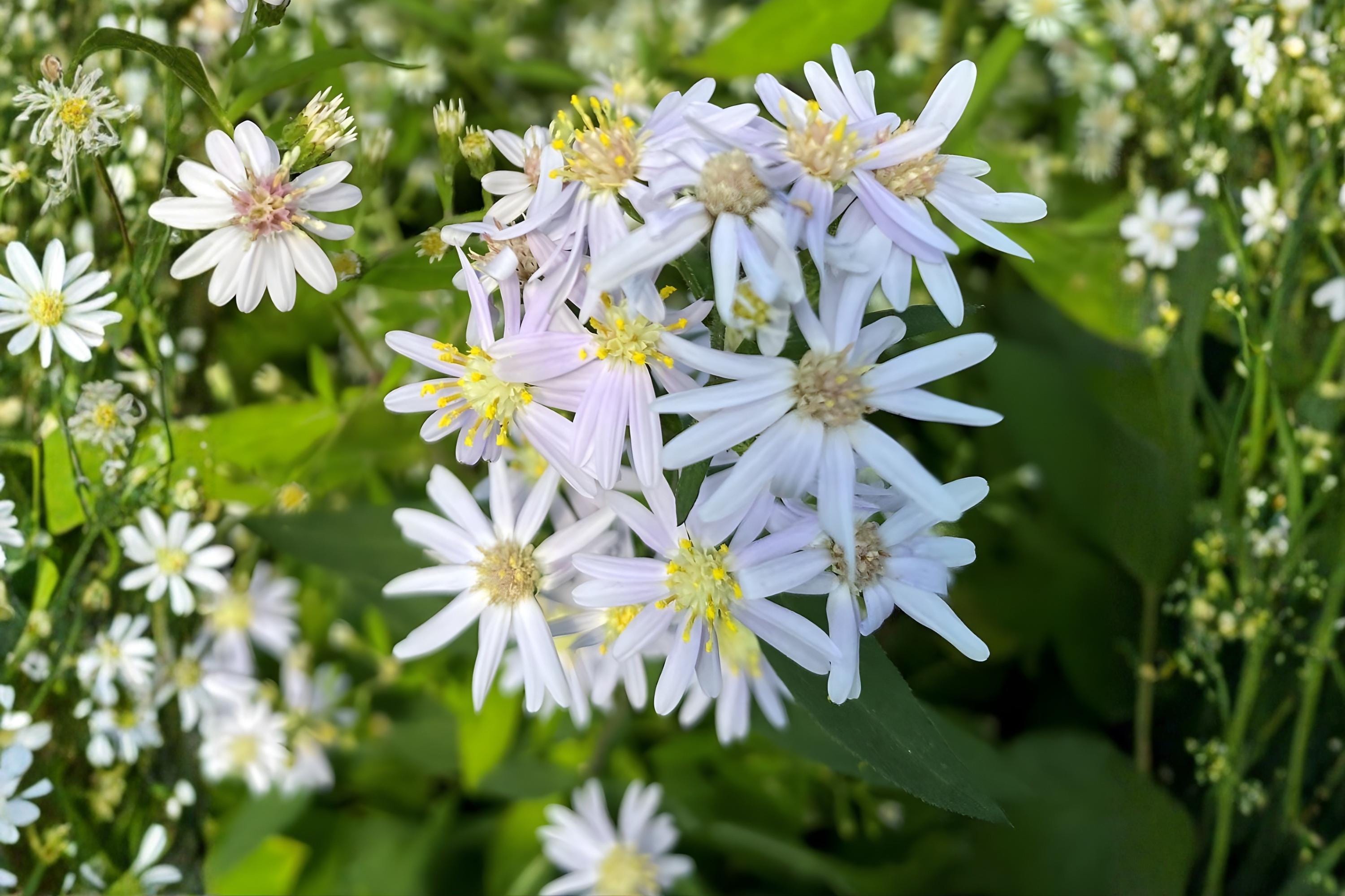 Big-Leaved Aster Seeds, Shade Woodland Wildflower, Eurybia macrophylla, Native Pollinator Plant, 100 Seeds