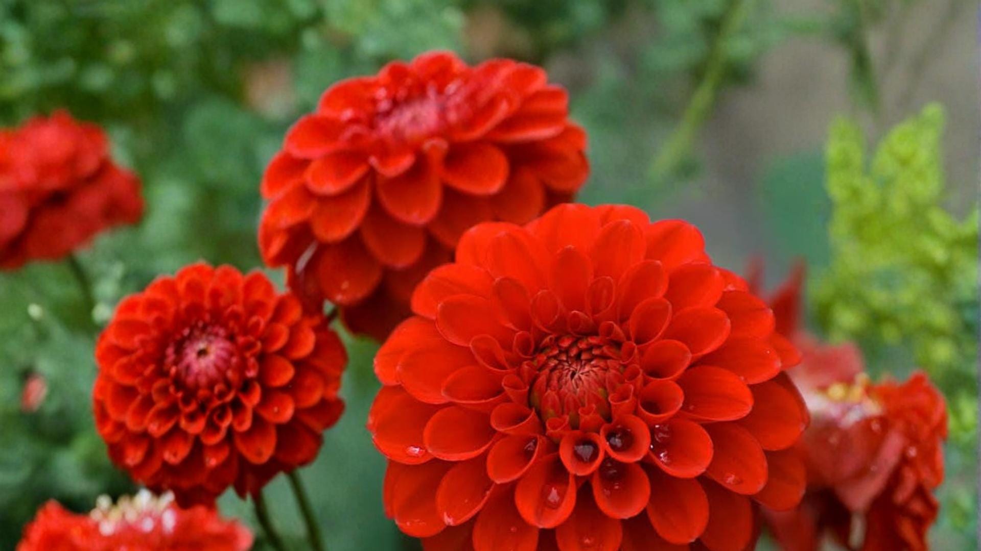 Red Cap Dahlia Tuber – Dahlia pinnata – Red Ball-Shaped Flowers for Garden & Container Planting
