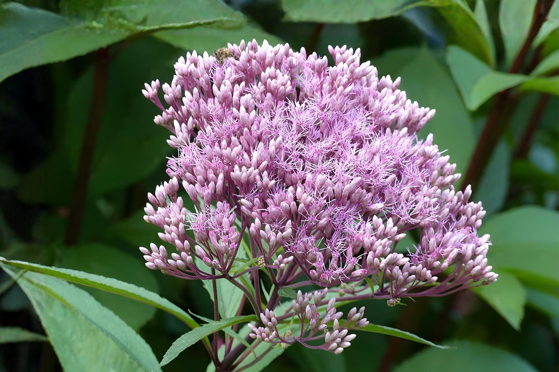 Joe Pye Weed Seeds 100 Eutrochium fistulosum Native Pollinator Wildflower for Gardens & Meadows