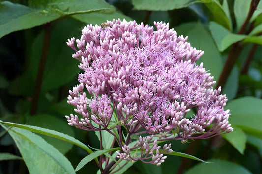Joe Pye Weed Seeds 100 Eutrochium fistulosum Native Pollinator Wildflower for Gardens & Meadows