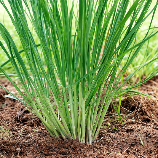 Organic Lemongrass Stalks – 6 Live Rooted Culinary Herb Plants for Garden & Container Growing