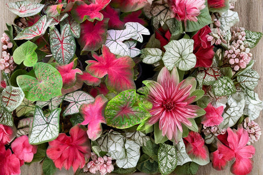 Mixed Caladium Bulbs – Tropical Foliage Plant for Shade Gardens and Containers, Caladium (Caladium)