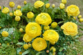 Yellow Ranunculus Bulbs – Perennial Flowering Bulb for Garden Beds & Containers, Bright Multi-Petaled Blooms, Ranunculus asiaticus