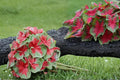 Florida Cardinal Caladium Bulbs – 6 Pack, Tropical Foliage, Red & Green Leaves, Shade Garden, Container Planting, Caladium