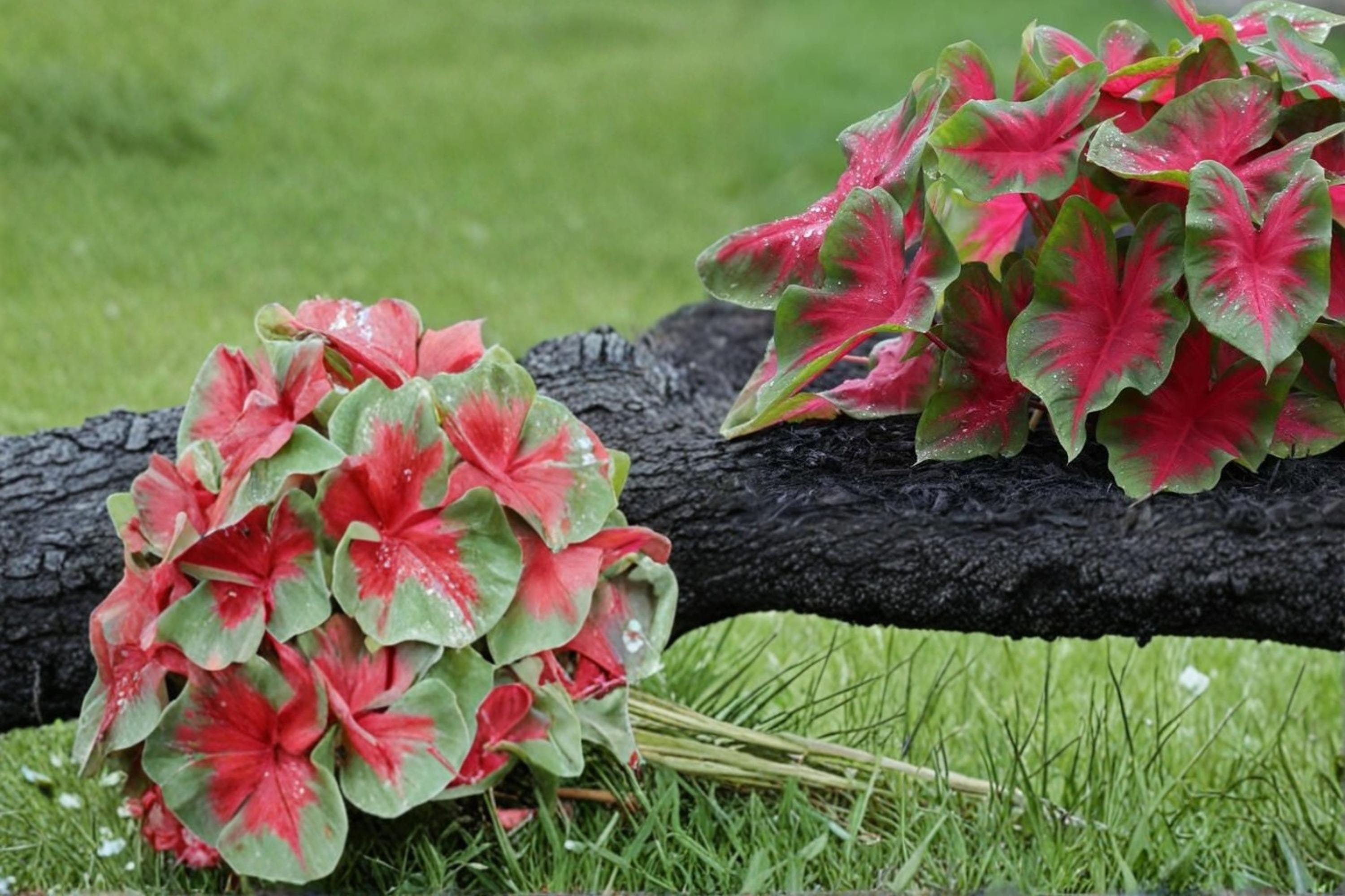 Florida Cardinal Caladium Bulbs – 6 Pack, Tropical Foliage, Red & Green Leaves, Shade Garden, Container Planting, Caladium