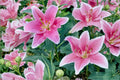 Sorbonne Oriental Lily Bulbs – Pink & White Fragrant Lilium Perennial Garden Bulbs (3 Pack)