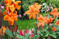 Wyoming Canna Lily Bulbs – Tropical-Style Perennial with Dark Foliage and Orange-Red Flowers, Canna Scientific Name