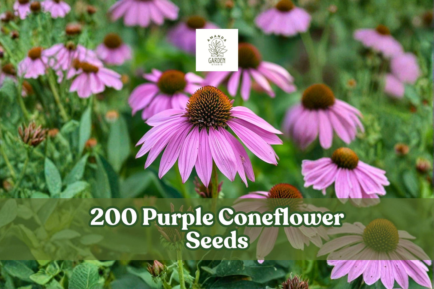 Purple Coneflower Seeds – Echinacea Perennial Wildflower for Garden Beds, 200+ Seeds, Native, Drought-Tolerant, Easy to Grow