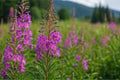 Fireweed Seeds 500 Chamaenerion angustifolium Native Wildflower for Pollinators, Meadows & Natural Landscapes