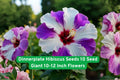 Dinnerplate Hibiscus Seeds – Giant 10-12 Inch Flowers, Mixed Colors, Perennial Hibiscus moscheutos, Tropical Garden Plant
