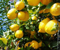 Grafted Harvey Lemon Tree - 24 Inch Citrus Plant for Indoor & Outdoor Growing - Citrus limon