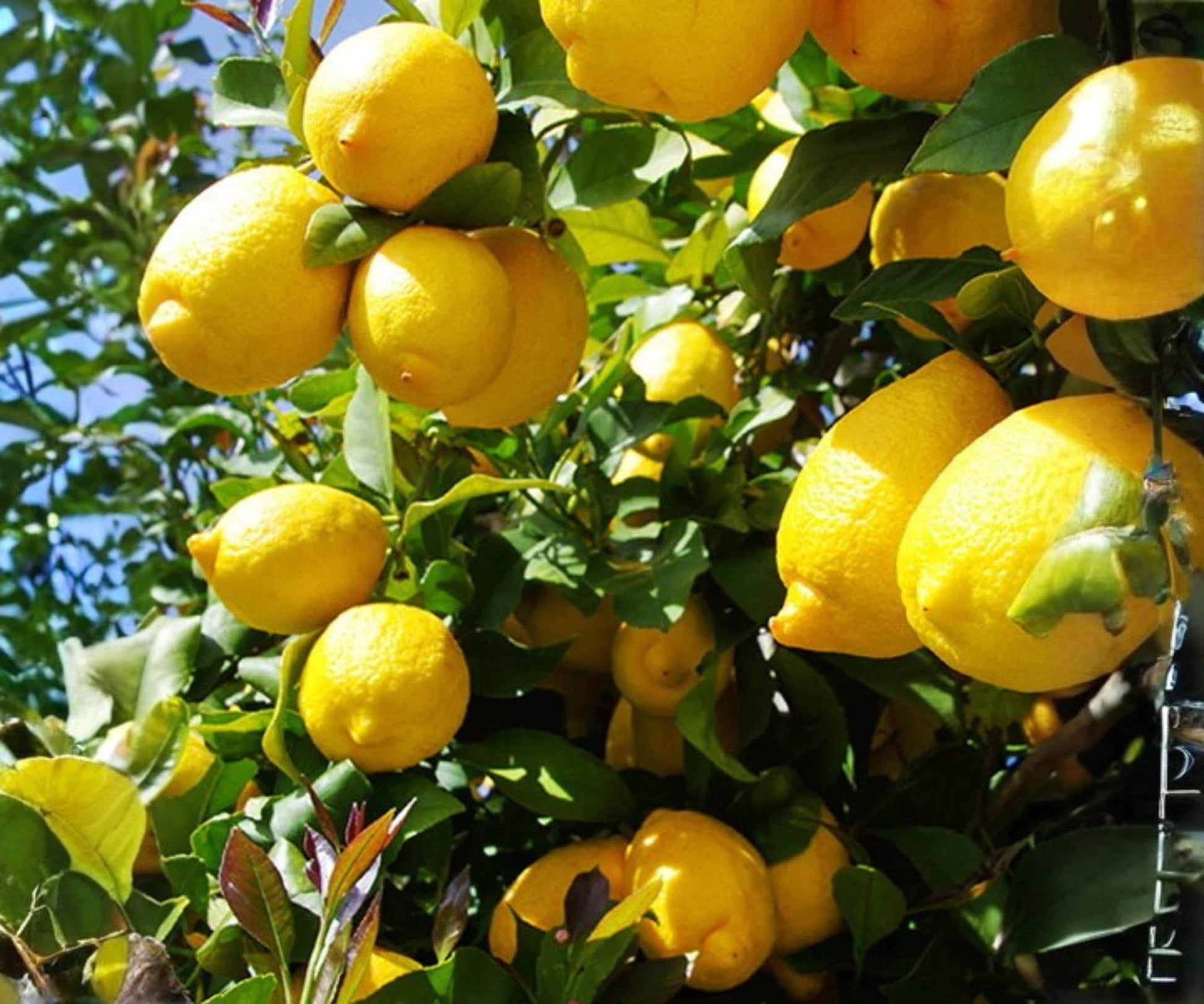 Grafted Harvey Lemon Tree - 24 Inch Citrus Plant for Indoor & Outdoor Growing - Citrus limon