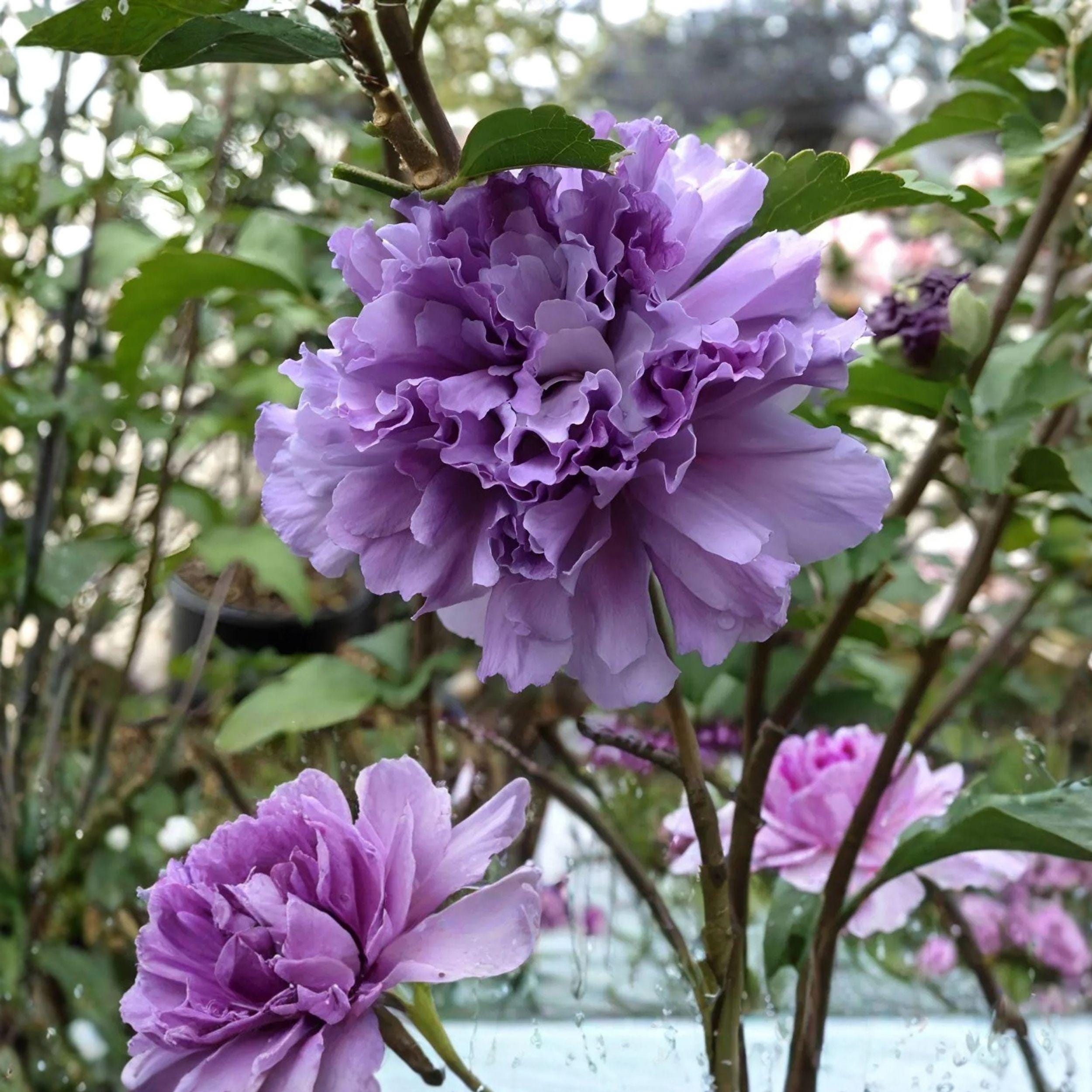 Double Purple Pink Rose of Sharon Cuttings 6 Inches, Hibiscus syriacus, Live Unrooted Propagation Pack of 10