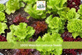 1000+ Mesclun Lettuce Seeds Mix for Salad Greens, Lactuca spp., Indoor & Outdoor Garden, Fast-Growing Leafy Vegetable