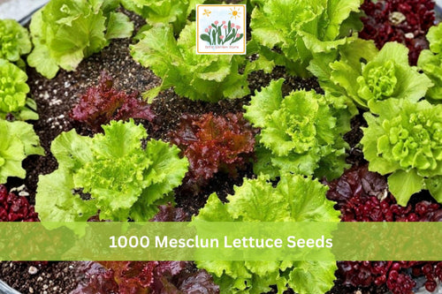 1000+ Mesclun Lettuce Seeds Mix for Salad Greens, Lactuca spp., Indoor & Outdoor Garden, Fast-Growing Leafy Vegetable