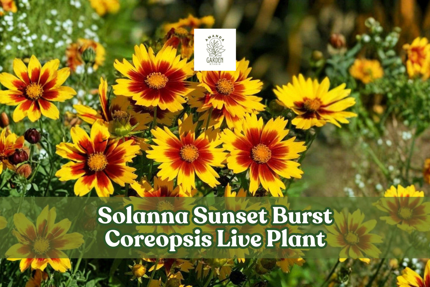 Solanna Sunset Burst Coreopsis Live Plant | Perennial Flower Starter Plug for Garden Borders & Pollinator Gardens