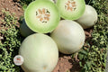 Honeydew Melon Seeds – Heirloom, Non-GMO, Vining Fruit Plant, Cucumis melo, Juicy Green Flesh, Easy Grow Garden Seeds