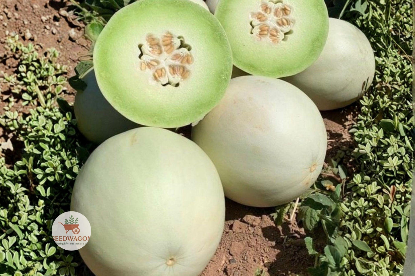 Honeydew Melon Seeds – Heirloom, Non-GMO, Vining Fruit Plant, Cucumis melo, Juicy Green Flesh, Easy Grow Garden Seeds