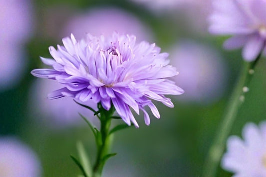 New York Aster Seeds (100) - Purple Symphyotrichum novi-belgii for Pollinator Gardens & Wildflower Borders