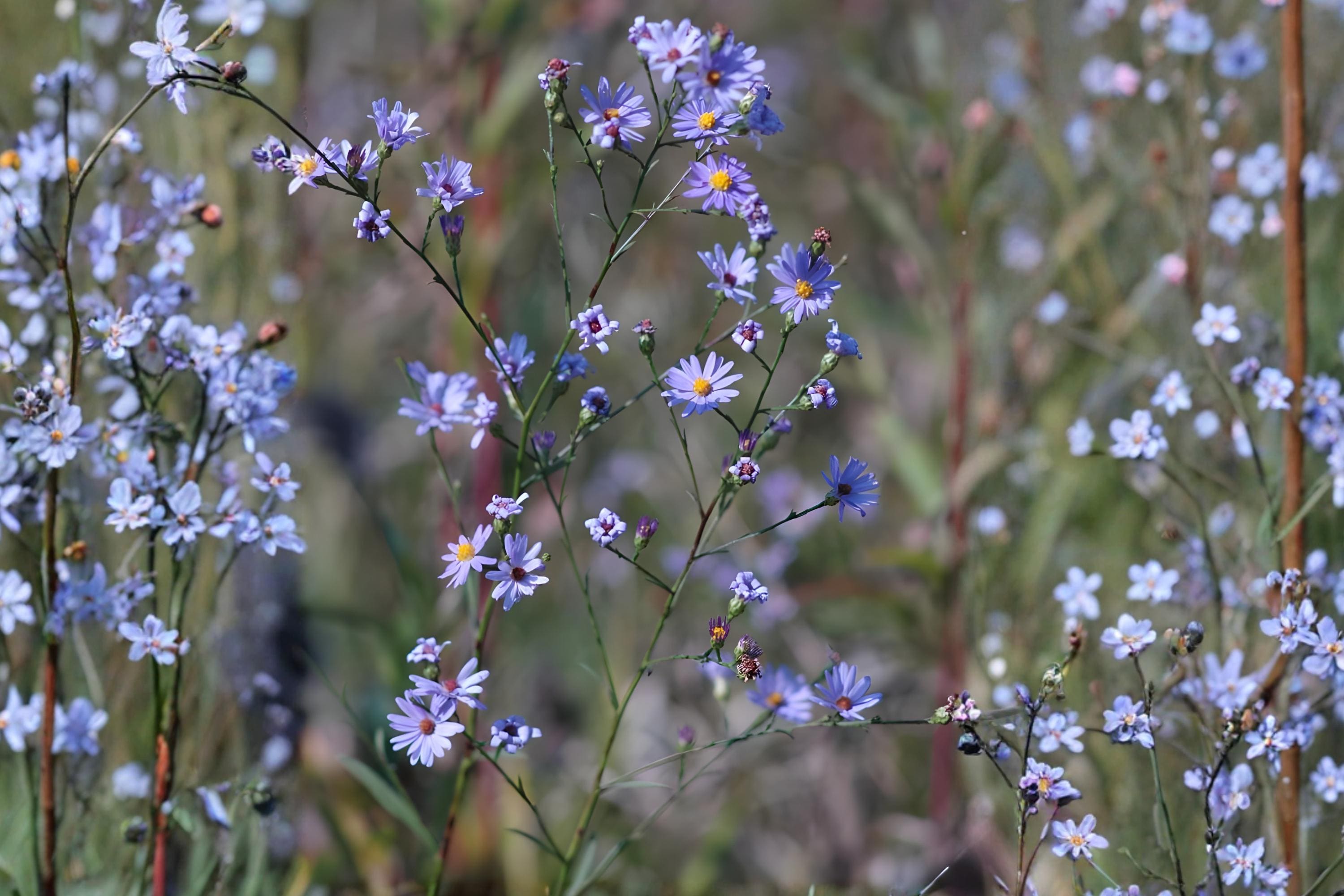 Sky Blue Aster Seeds | Native Wildflower, Drought-Tolerant, Pollinator Friendly | Symphyotrichum oolentangense, 100 Seeds