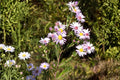 Willow Aster Seeds 100 Symphyotrichum praealtum Native Wildflower for Bees Pollinators Drought Tolerant