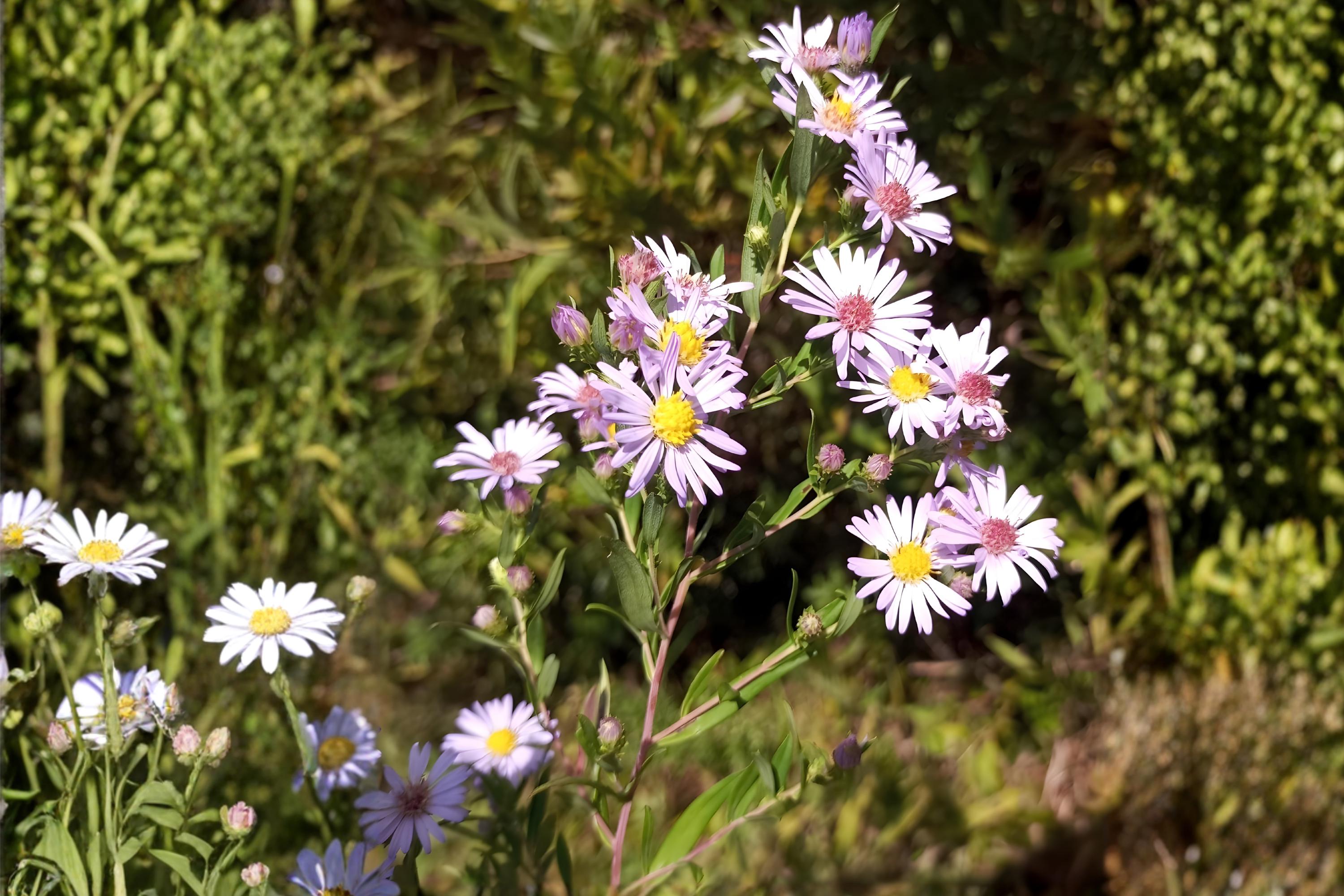 Willow Aster Seeds 100 Symphyotrichum praealtum Native Wildflower for Bees Pollinators Drought Tolerant