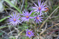 Silky Aster Seeds 100 Pack | Native Silver Aster (Symphyotrichum sericeum) for Wildflower Gardens & Xeriscaping