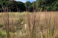 Broomsedge Bluestem Seeds 100 Pack | Native Warm-Season Grass | Andropogon virginicus for Prairie, Erosion Control & Landscaping