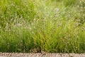 Dwarf Hairgrass Seeds 100 Pack | Aquarium Carpet Plant Eleocharis acicularis for Aquascaping & Water Gardens
