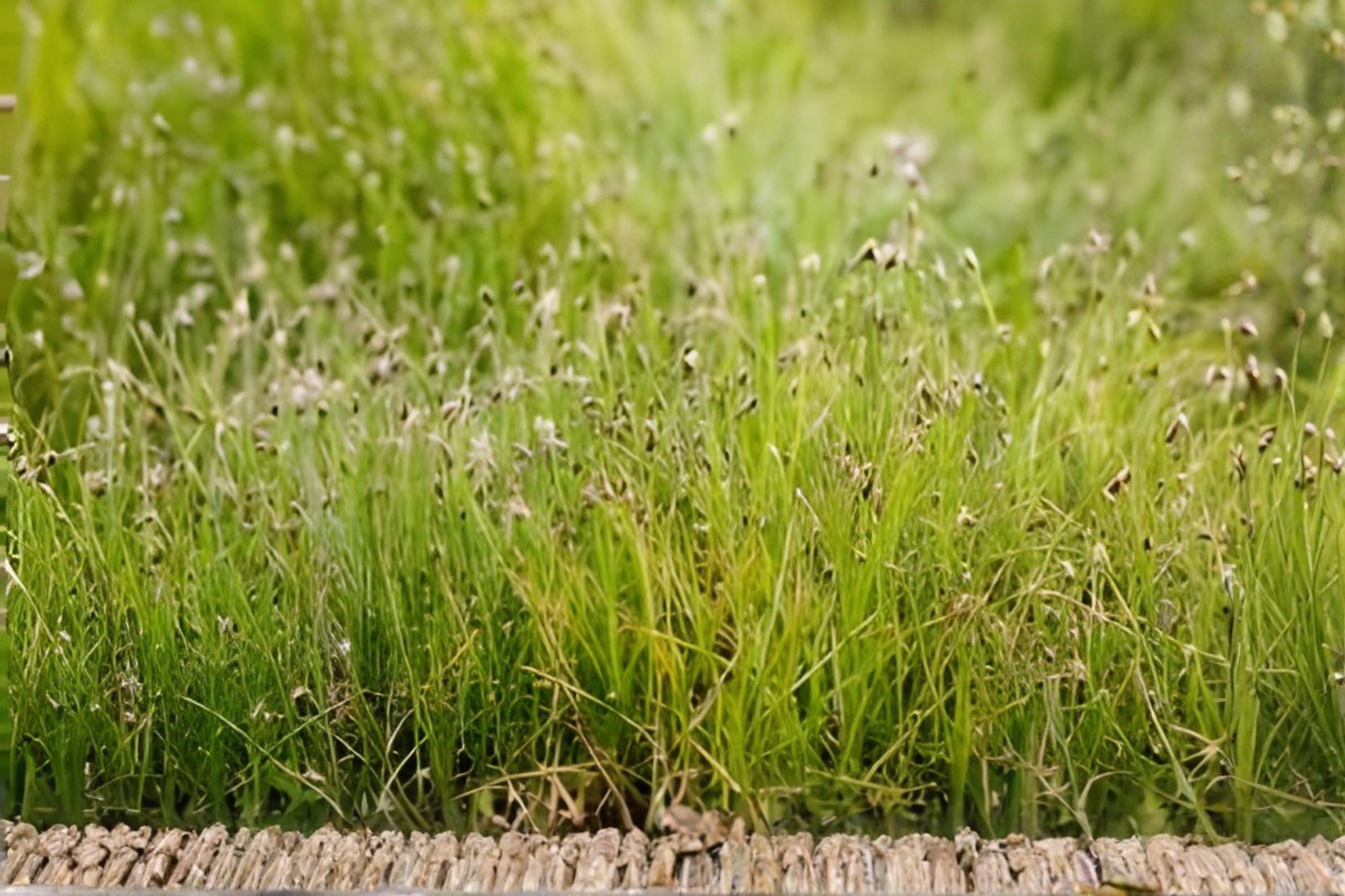 Dwarf Hairgrass Seeds 100 Pack | Aquarium Carpet Plant Eleocharis acicularis for Aquascaping & Water Gardens