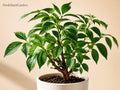 Johns Elderberry Unrooted Cuttings - Sambucus nigra Perennial Berry Shrub for Edible Gardens