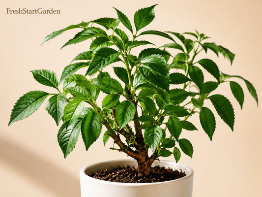 Johns Elderberry Unrooted Cuttings - Sambucus nigra Perennial Berry Shrub for Edible Gardens