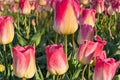 Tom Pouce Tulip Bulbs – Pink and Apricot Spring Flowering Tulipa Perennial Bulb for Garden Beds & Containers